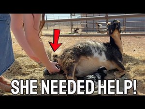 RAW Goat Labor & BIRTH!