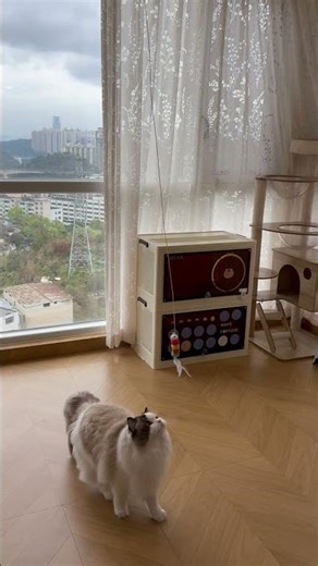 When my cat got a new toy