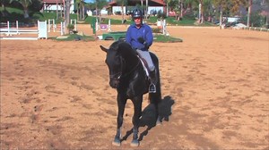 Tuesday Training Tidbit: I believe that simplicity for riders and simplicity for training horses goes a long way. When working with a horse that has difficulty with flying lead changes, I always fall back on a few basics I believe every horse should know before I approach the work to improve a flying change. Here are the basics I believe a horse should successfully understand: (1) Turn on the forehand; (2) Haunches-in at the walk; (3) Prompt and responsive canter departures; (4) Holding a counte