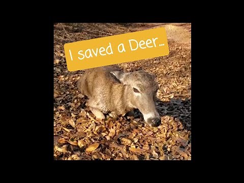 Whitetail Buck almost breeds Doe to Death.