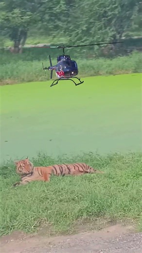 Heli & Tiger#comedykpkaka #helicopter #kpkokurakani #tiger #viral #‪@paudelkaka25‬