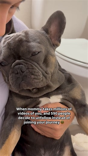 49K views · 10K reactions | What did I do? Please come back 梁 #mybenjipooch #frenchie #dogsofinstagram #dogs #dogsofinsta #dogsoftheday #doglover #doglovers #dogsofig #dogscorner #ilovemyfrenchie #followme | Benji | Facebook