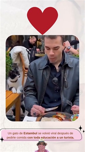 🐱 El gato más educado de Estambul