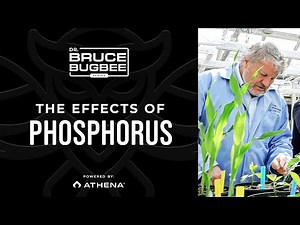 Bruce Bugbee Series – High Levels of Phosphorus