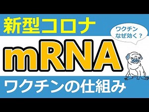 【解説】現役医師が解説！mRNAワクチンってなに？？