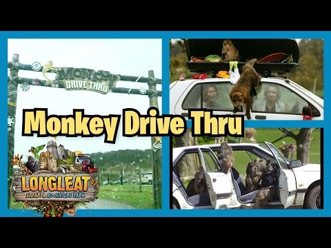 Monkey Drive Through Longleat Safari Park Wiltshire Thru