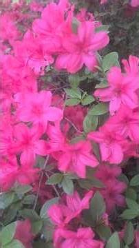 Azalea color 🌺 #nature #flowers #colors