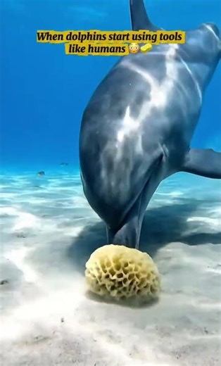 When dolphins start using tools like humans 😳🧽 #pets #dolphin