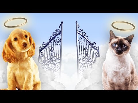 Will Our PETS Be in Heaven With Us?
