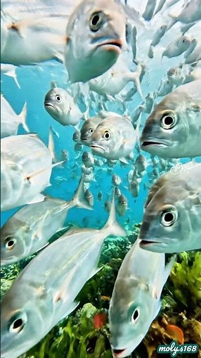 Swimming through a silver storm! 🌊 Watch these majestic fish glide over vibrant coral reefs...#fish