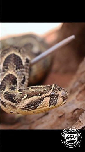Beautiful Puff Adder #venomous #animal #wildlife #nature #Africa