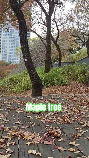 maple tree in Taiwan full down #nature #taiwantravel #