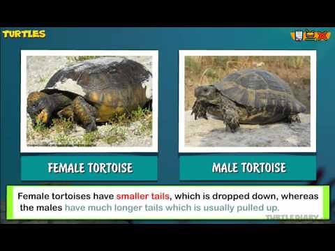 Turtles VS Tortoise *What's the Difference?!* Animal Science for Kids!