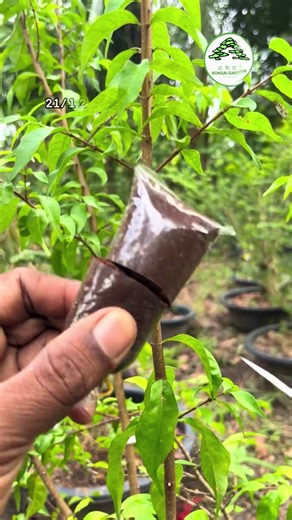Air Layering Results After 65 Days: Bonsai Insights