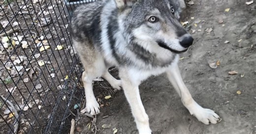 Simpson the wolf has died at ZooMontana