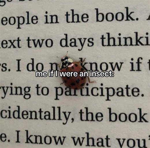 #ladybug #ladybugs #fyp #fypシ #foryoupage | ladybug
