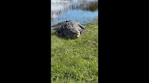 30K views · 619 reactions | ‘WHAT A LUCKY DAY!’  ‘Croczilla’ a 14-foot crocodile was spotted sunbathing near the water in the Florida Everglades. STORY: https://bit.ly/47mwJWV | FOX 13 News - Tampa Bay | Facebook