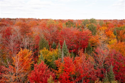 Michigan’s beautiful fall secret: Why colors are lasting longer in our beach towns