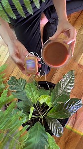 459 reactions · 35 shares | Listening to the cacao tree, while sipping on its essence  Here, @charlesxmichel tunes into the subtle bio-rhythms of a living cacao plant: its electrical frequencies translated into music. As its song played, we crafted a cacao drink using just two ingredients: ✨ 100% regenerative chocolate  Honey A mindful moment between plant, sound, and taste.� #plantwave #plantmusic #cacao #chocolate #plants | PlantWave | Facebook