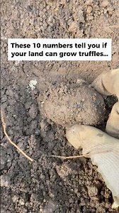 The 10 Soil Numbers That Decide If You Can Grow Truffles