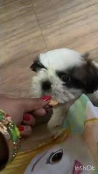 A Paws-itively Delicious Afternoon: Snow’s Favorite Treats