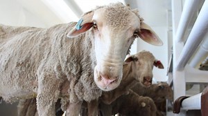 Europe a live sheep exporting powerhouse