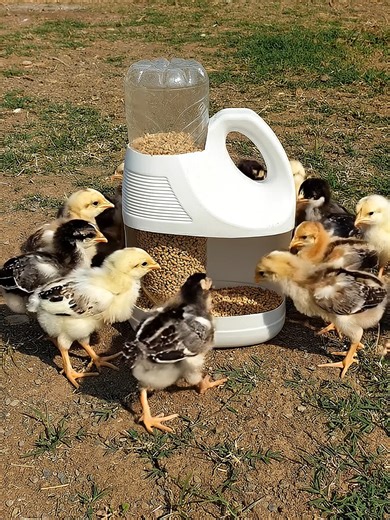 DIY Automatic Chicken Food Feeder Using Coca Cola Bottles