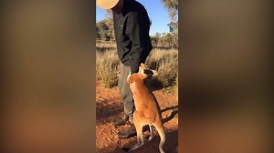 199K views · 756 shares | Kangaroo really wants a hug | The Independent | Facebook