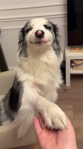 When dogs start making “human faces”….😂#Funny #fyp #foryou #funnyvideo