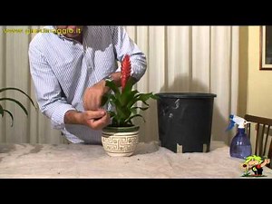 la coltivazione della bromelia