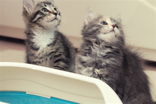 Kitten Litter Box Training Tips Every Cat Owner Needs to Know