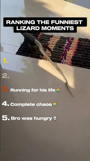 Ranking the funniest lizard moments😂