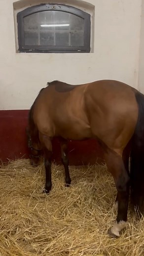 EXCLUSIVE VIDEO Državna ergela Ljubičevo TOP dvogodac - Al Shabab Spirit (IRE): vlasnik Daniel Vujić! Privukao najveću pažnju od svih galopera kupljenih u Engleskoj - Tattersalls Autumn HIT (konji u treningu) Sale 2025. Kupovina nakon privatnog dogovora (29.000 gns) sa prodavcem koji ga prvo 'otkupio nazad' za 36.000 (LOT 200)! Trener Bojan Šendeković - Šabac! U Irskoj na hipodromu u Lingfildu pobedio 21. avgusta na milju, tako da ima 'veliki potencijal'... | Lazar Delic