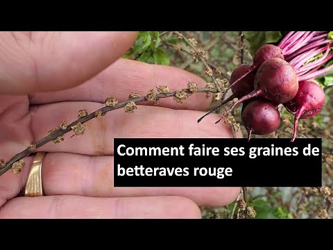 comment faire des graines de betterave rouge