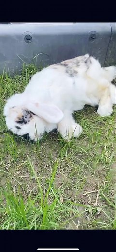 pov: you find an old video of your bunny from years ago. #fyp #foryou #foryoupage #bunny #pov #viral #fy #cute #kawaii #rabbit #bunnies #baby