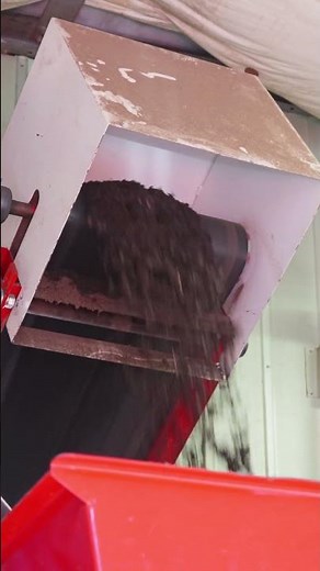 Dividing and Transplanting Ornamental Grass