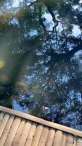 In the lap of nature #nature #stream #forest | The Urban Nemophilist
