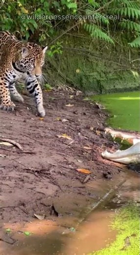 BLACK CAIMAN VS JAGUAR #shorts
