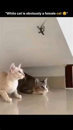 Wings Ai on Instagram: "日本利用压电瓷砖将脚步转化为电能。这些瓷砖 捕捉来自你脚步的动能。当你行走时,你的重量和动作会对瓷 砖产生压力。瓷砖会轻微弯曲,从而产生机械应力。瓷砖内部 的压电材料将这种应力转化为电能。每一步都会产生少量电 荷,而数百万步结合在一起就能产生足够的电力来驱动 LED 灯、数字显示屏和传感器。在像涩谷 车站这样繁忙的地方,每 天大约有240万个脚步为这一系统作出贡献。这些电能可以被 储存或立即使用,从而减少对传统电力来源的依赖,并支持可持 续的城市基础设施。这种方法将日常运动转化为实用的可再生 能源 #日本 #知识 #事实 #你知道吗 #推荐#科技 #创新 # 历史 #技术 #实验 #热门"