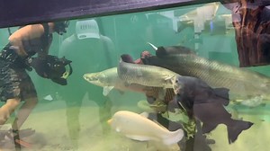 Diving with exotic aquarium fish inside a giant indoor tank