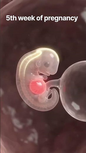 5th week of pregnancy #pregnancy#pregnantwoman#babydevelopment#shorts#medical#viral#youtubeshorts