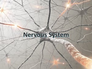 Anatomy and Physiology Review of the Nervous System