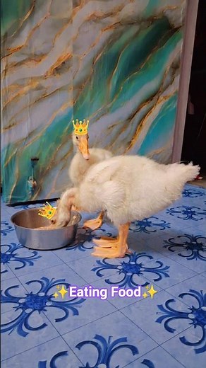 "Duck eating food" 🥗🦢 #duck #birds #animals #golden #shorts