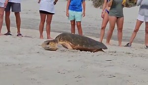 8.6K views · 239 reactions | WATCH: Beachgoers in South Carolina were able to witness a "highly unusual" act when a loggerhead sea turtle decided to lay eggs in broad daylight surrounded by people.  https://thenationaldesk.com/news/from-the-desk/its-highly-unusual-loggerhead-sea-turtle-nests-in-broad-daylight-on-crowded-beach-north-litchfield-south-carolina-united-turtle-enthusiasts-scute | The National Desk - TND | Facebook