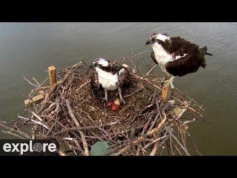 LIVE Osprey Nest - Chesapeake Conservancy | explore.org