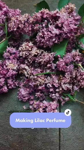 Homemade Lilac Perfume Recipe