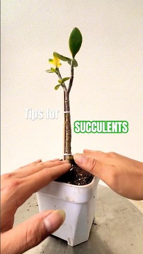 Prune Your Jade Plant for THICK, Bushy Growth!