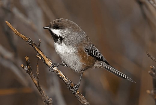 Boreal Chickadee Guide (Poecile hudsonicus) - Birding Insider