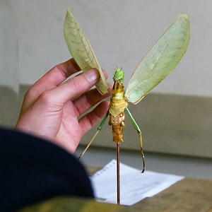 1.6M views · 10K reactions | Break a limb foundation. | 60 Second Docs Presents | Facebook