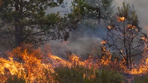 Forest fire near Ely grows to 1,000 acres, mostly in BWCA